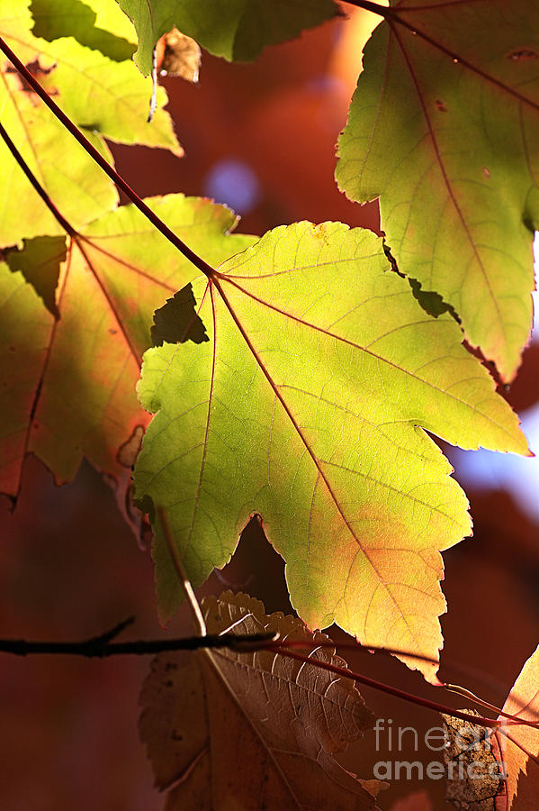 Scarlet Maple Leaves Photograph by Joy Watson
