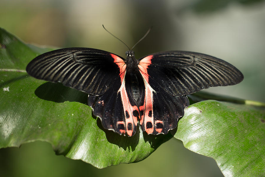 Butterfly Photograph - Scarlet Mormon Butterfly  by Gerald Murray Photography