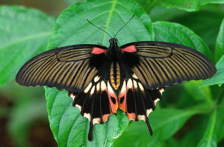 Scarlet Mormon Butterfly Photograph by Nigel Downer | Fine Art America