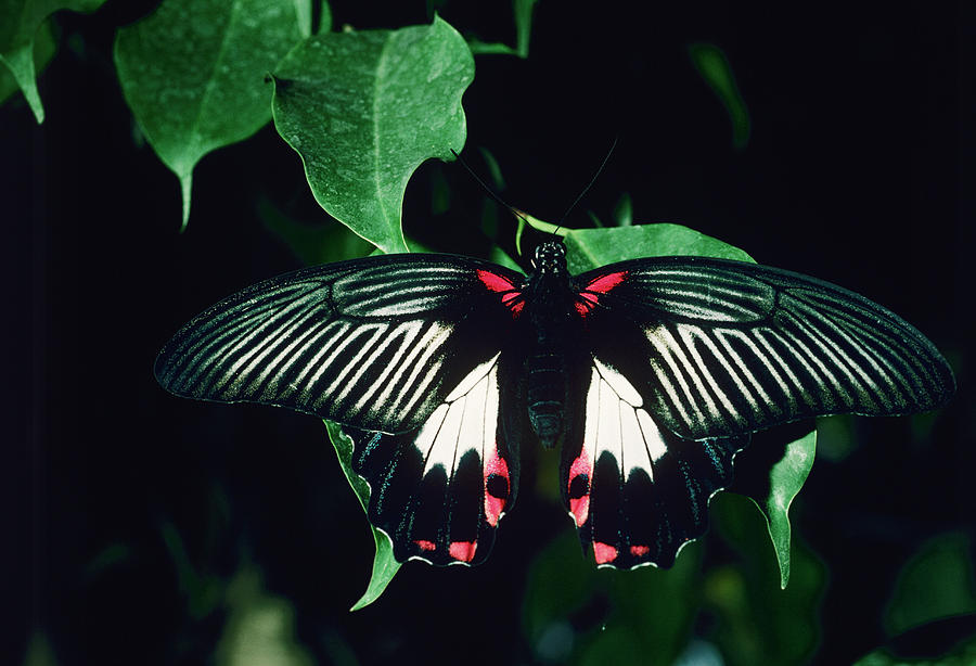 Scarlet Mormon Butterfly Photograph by Tony Wood/science Photo Library