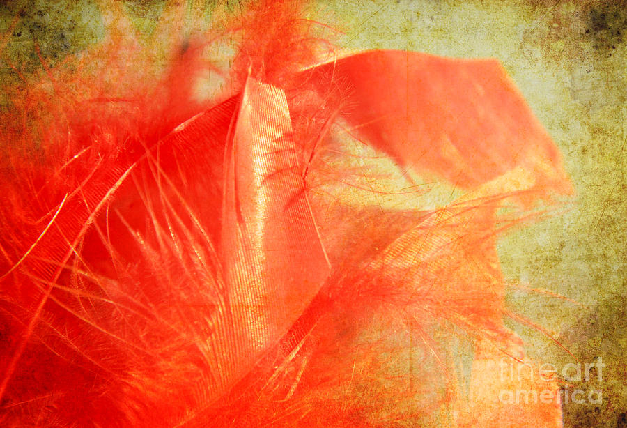 Feather Photograph - Scarlet on vintage by Lali Kacharava