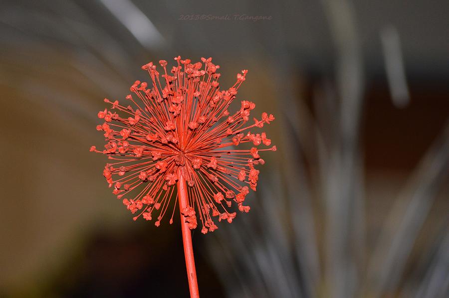Scarlet Orb Photograph by Sonali Gangane