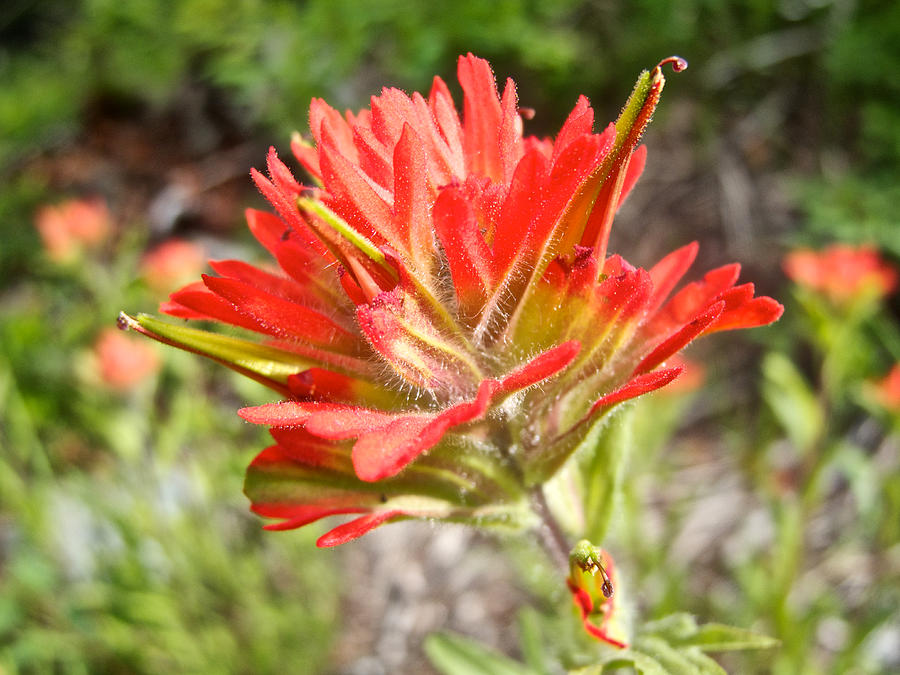 scarlet paintbrush plant toxicity