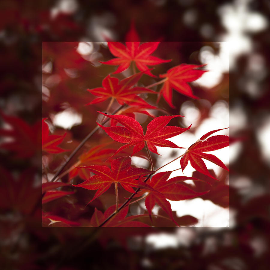 Scarlet Red Autumn Leaves Fine Art Photography Print For The Holidays Photograph by Jerry Cowart