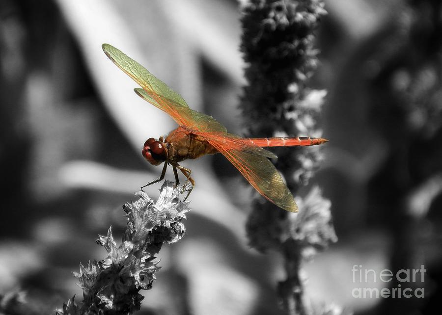 Scarlet Red Dragonfly Photograph by Sharon Woerner