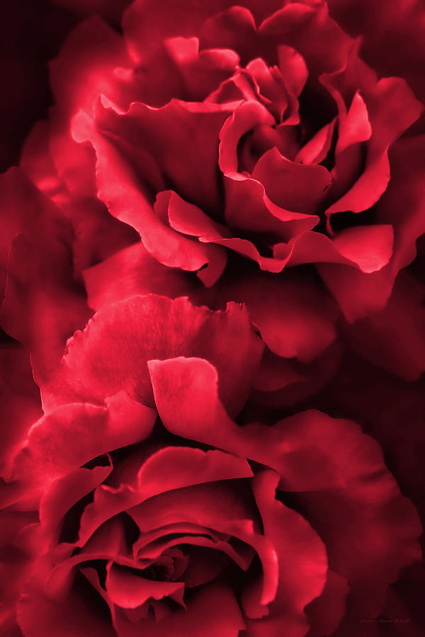 Scarlet Red Roses Photograph by Jennie Marie Schell