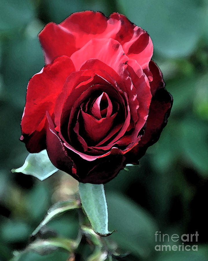 Red Rose Bloom Digital Art by Kirt Tisdale