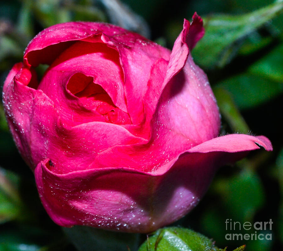 Scarlet Rosebud Photograph by Alexey Matveev - Fine Art America