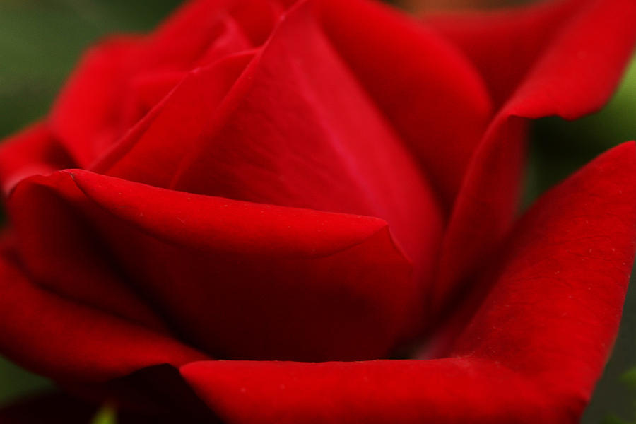 Valentines Day Photograph - Soft Scarlet Sizzle by Connie Handscomb