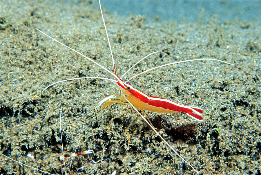 Scarlet-striped Cleaning Shrimp Photograph by Andrew J. Martinez