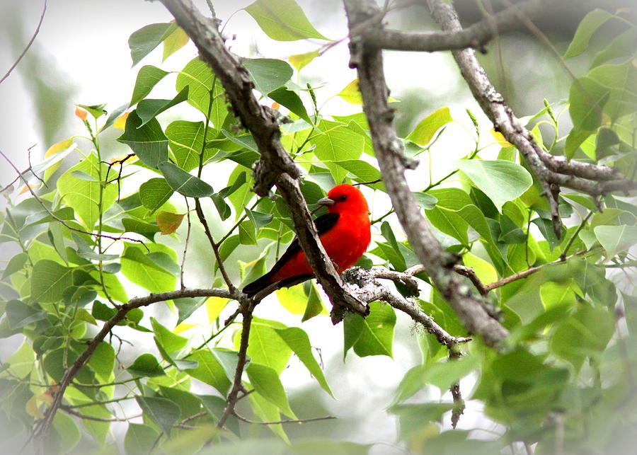 Scarlet Tanager Photograph - Scarlet Tanager - 11 by Travis Truelove