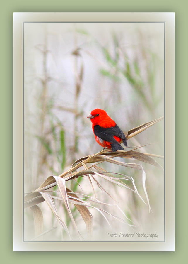 Scarlet Tanager 3630-10-TTP Photograph by Travis Truelove