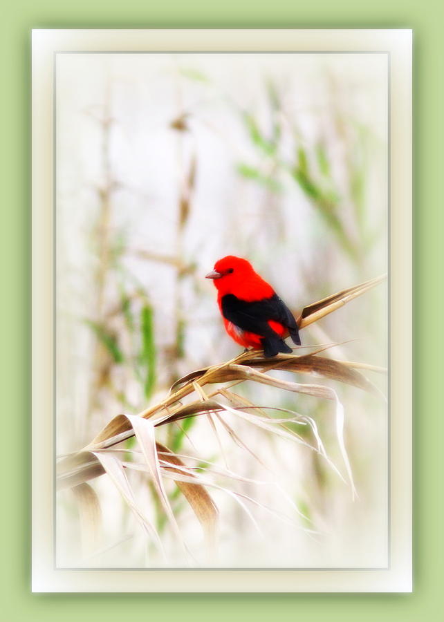 Nature Photograph - Scarlet Tanager 3630-11 by Travis Truelove