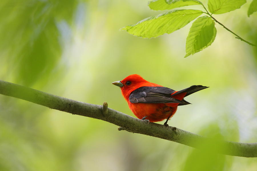 Bird Photograph - Scarlet Tanager by Bruce J Robinson