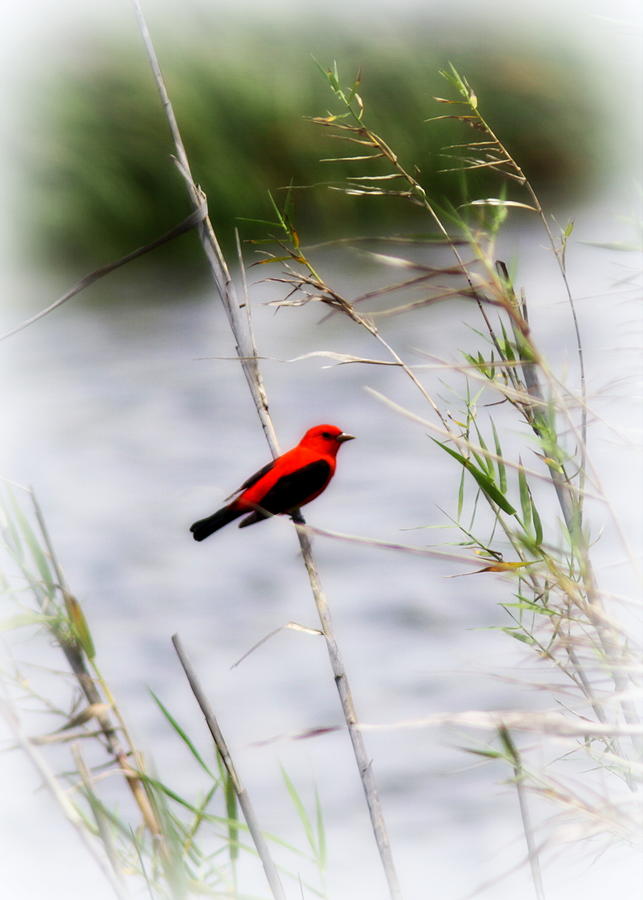 Scarlet Tanager - Dauphin Island Photograph by Travis Truelove
