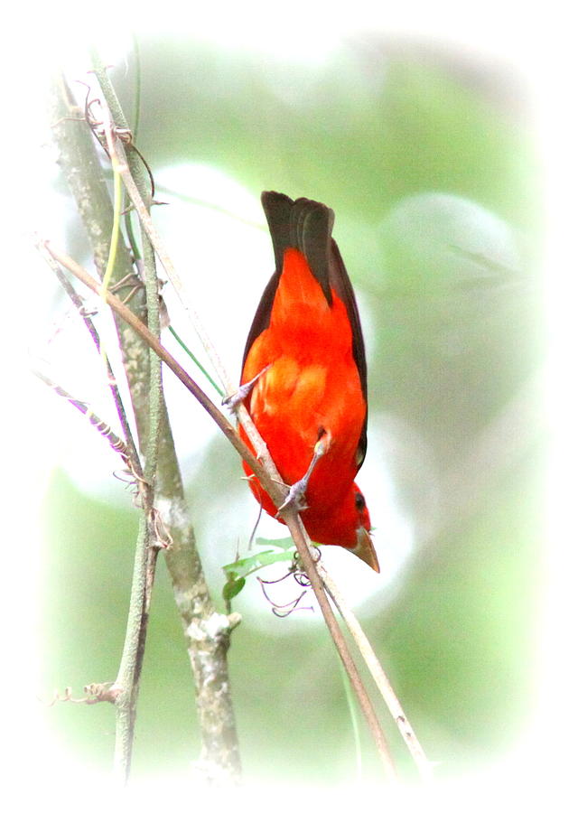 Scarlet Tanager - Different View Photograph by Travis Truelove