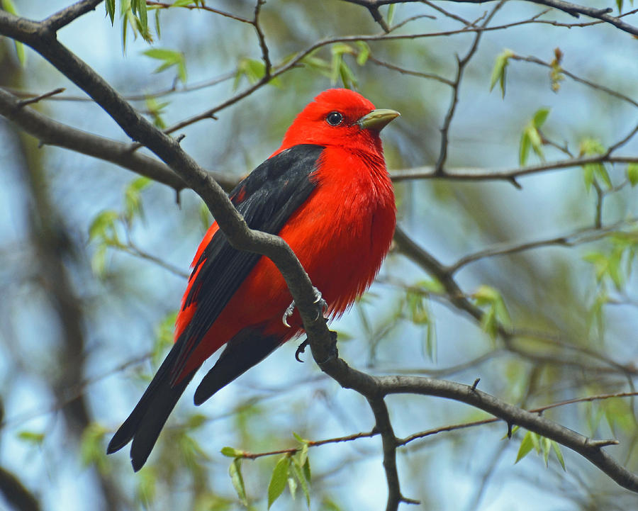 Scarlet Tanager in the Forest Photograph by Rodney Campbell