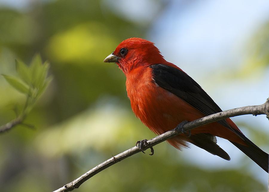 Cardinal Photograph - Scarlet Tanager by JLambe Photography