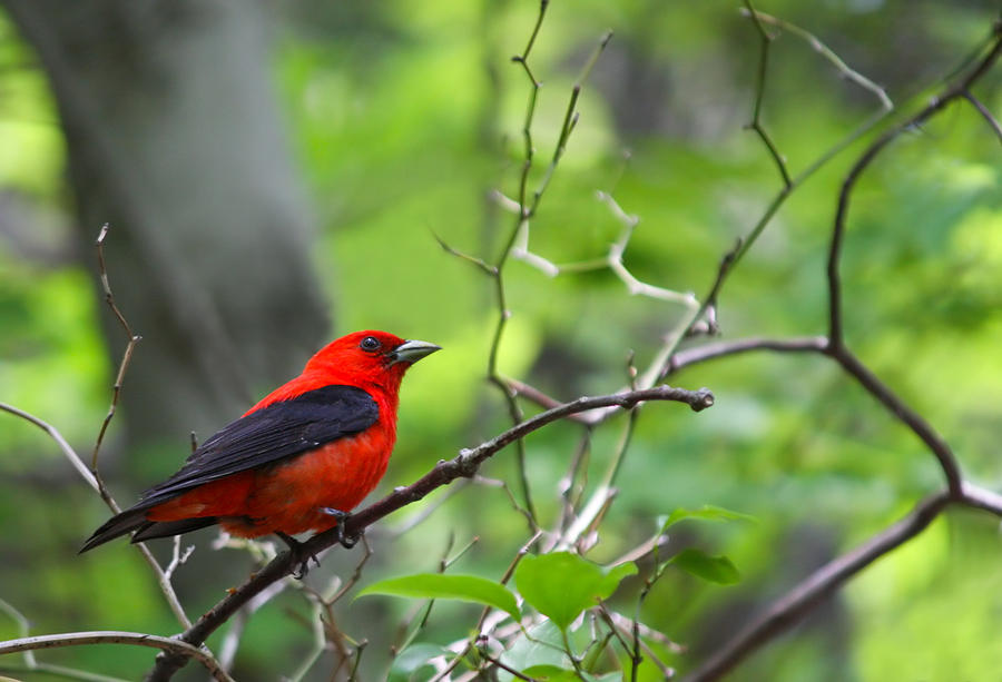Scarlet Tanager Photograph