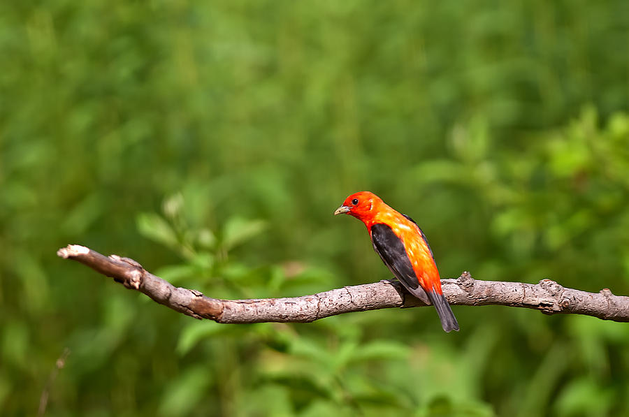 Scarlet Tanager On Snag Photograph
