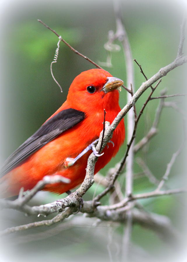 Animal Photograph - Scarlet Tanager - Posing by Travis Truelove