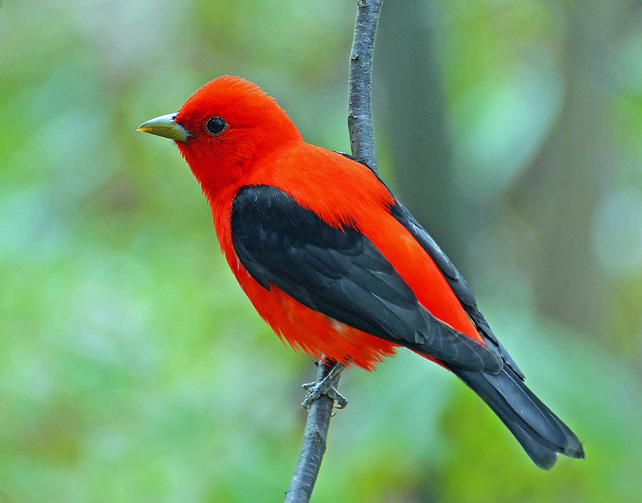 Scarlet Tanager Photograph by Rodney Campbell Pixels