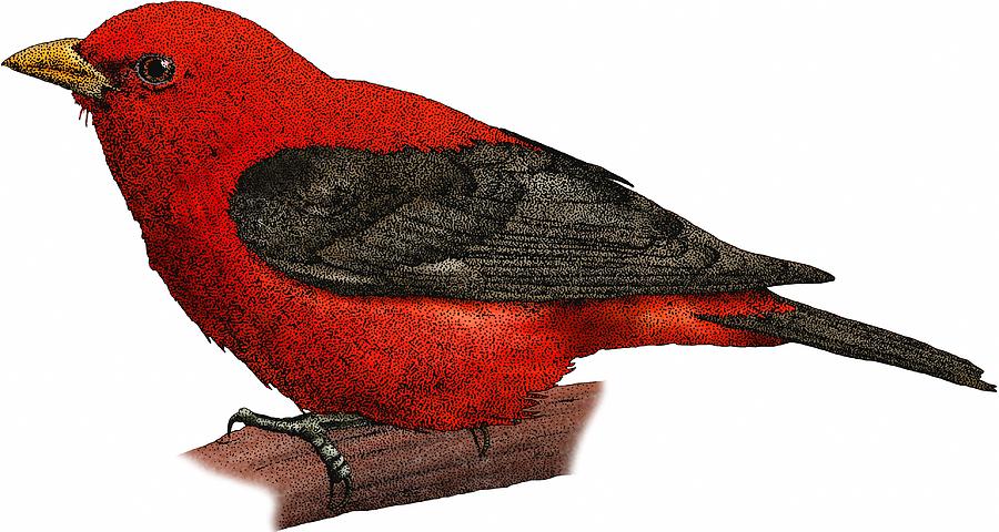 Scarlet Tanager Photograph by Roger Hall