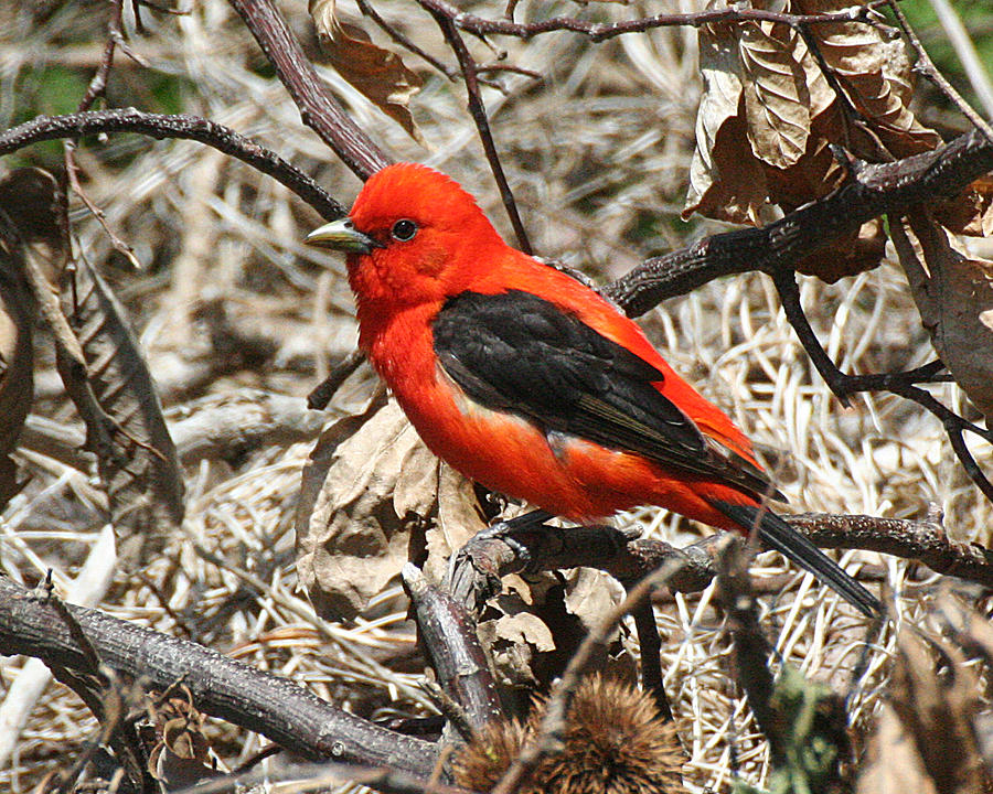 Scarlet Tanager Photograph by William Selander