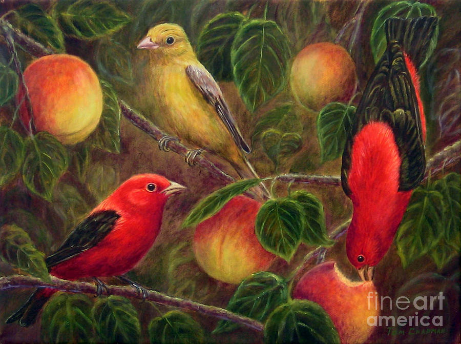 Scarlet Tanagers and Peaches Painting by Tom Chapman
