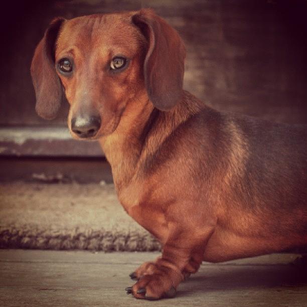 Scarlet Photograph - #scarlet The Best Dachshund Ever! by Susan Findlay