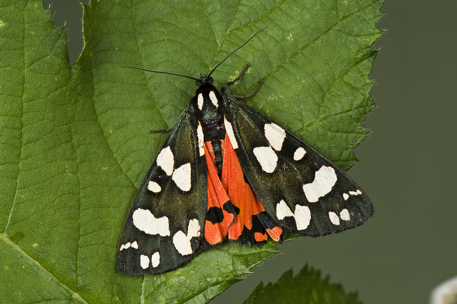 Scarlet Tiger Moth Photograph by Nigel Cattlin