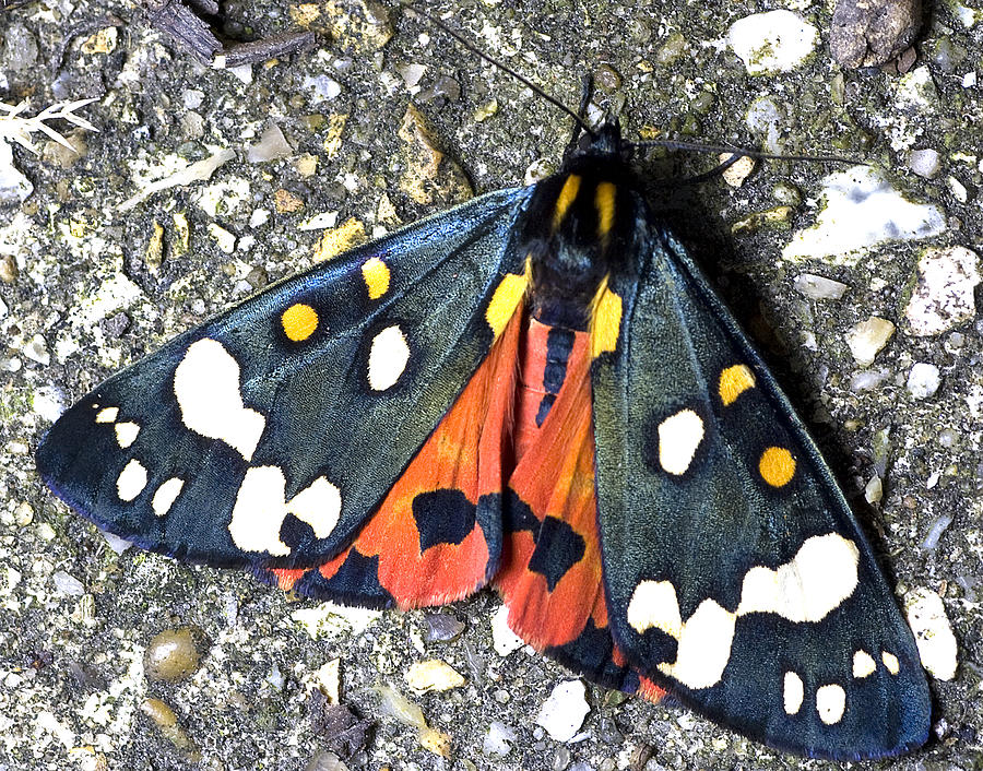 Scarlet Tiger moth Photograph by Richard Thomas