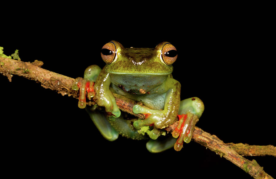 Scarlet-webbed Tree Frog Photograph by J.p. Lawrence Photography