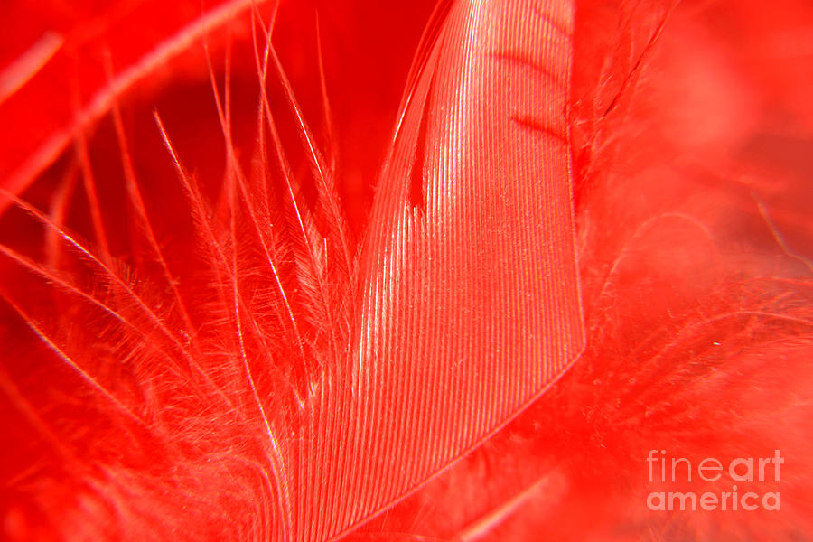 Feather Photograph - Scarlet1 by Lali Kacharava