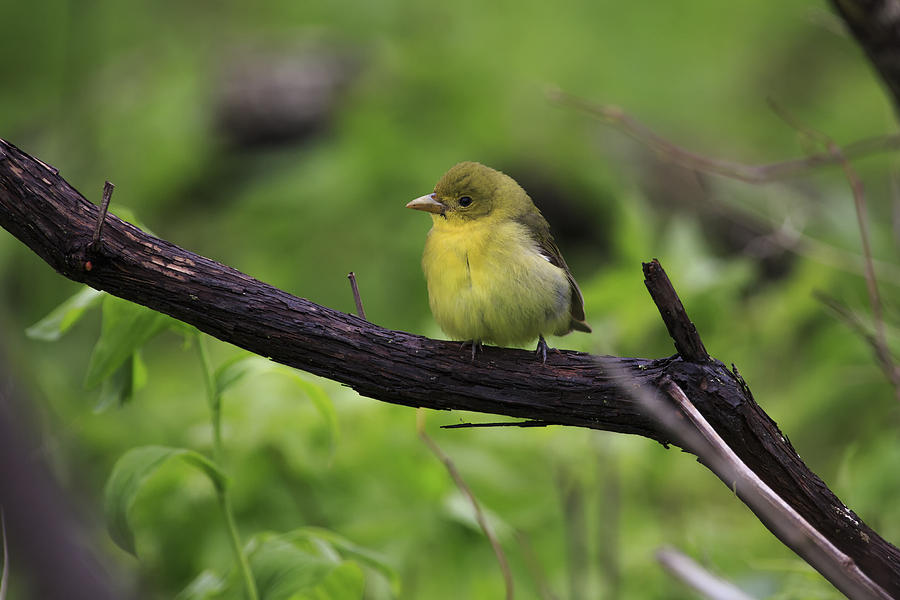 Scarlett Tanager - Female Photograph by Gary Hall