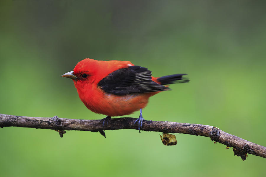 Scarlett Tanager Photograph by Gary Hall