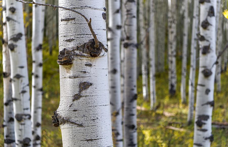 Scarred Aspens Photograph by Willie Harper