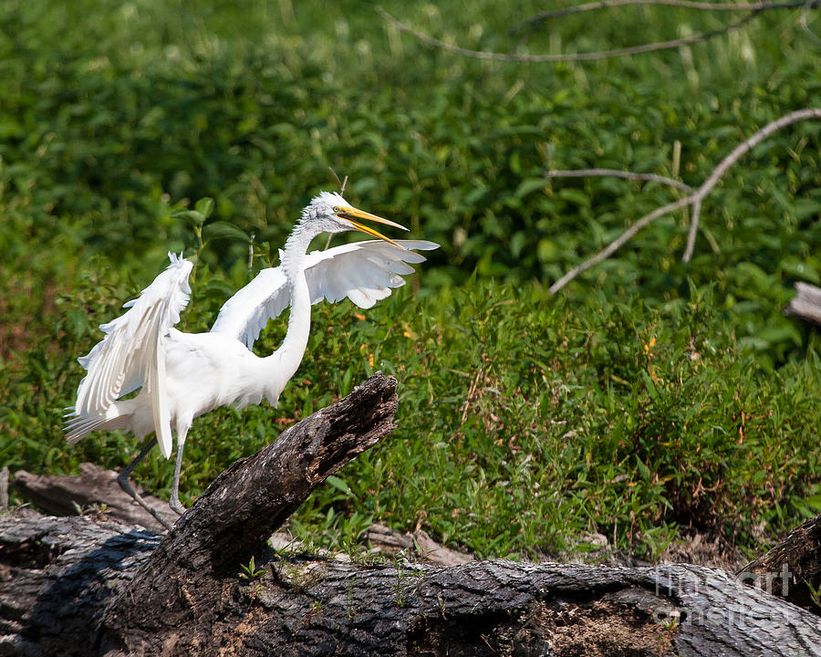 Egret Photograph - Scary Egret by Dale Nelson