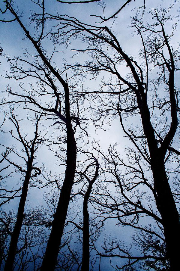 Scary Trees Photograph by Robert Storost - Pixels