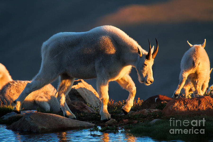 Goat Photograph - Scatter by Jim Garrison