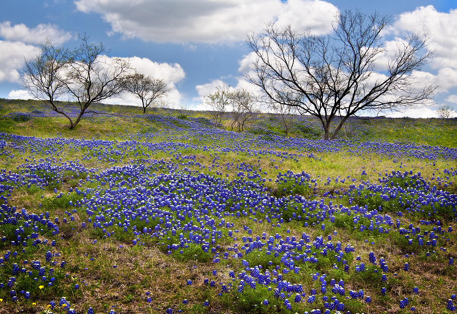 Scattered Bluebonnets Photograph by David and Carol Kelly