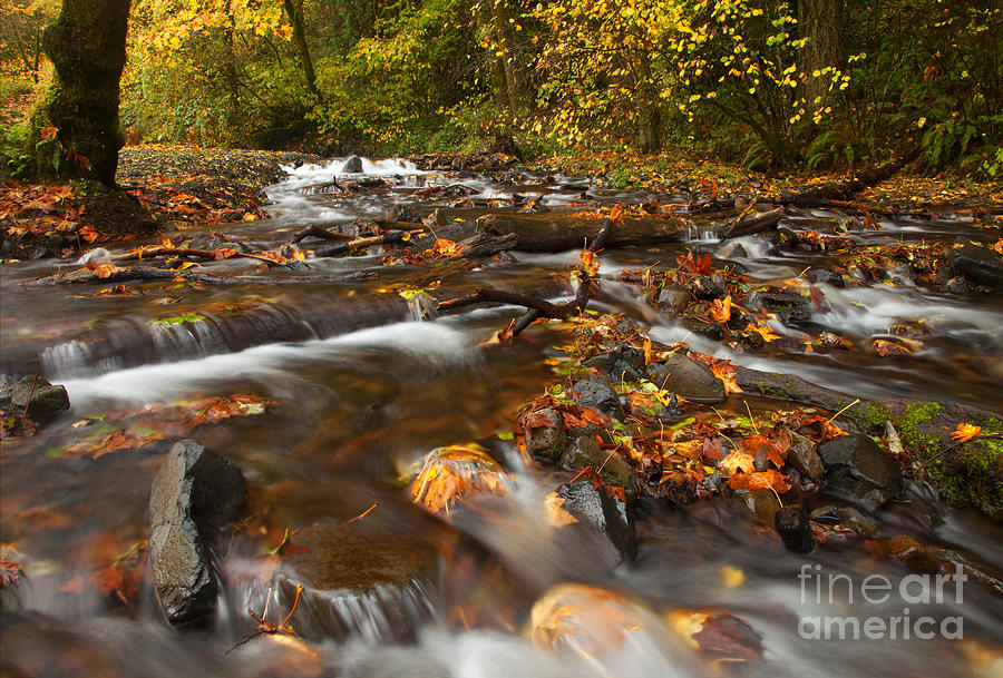 Fall Photograph - Scattered Leaves by Michael Dawson