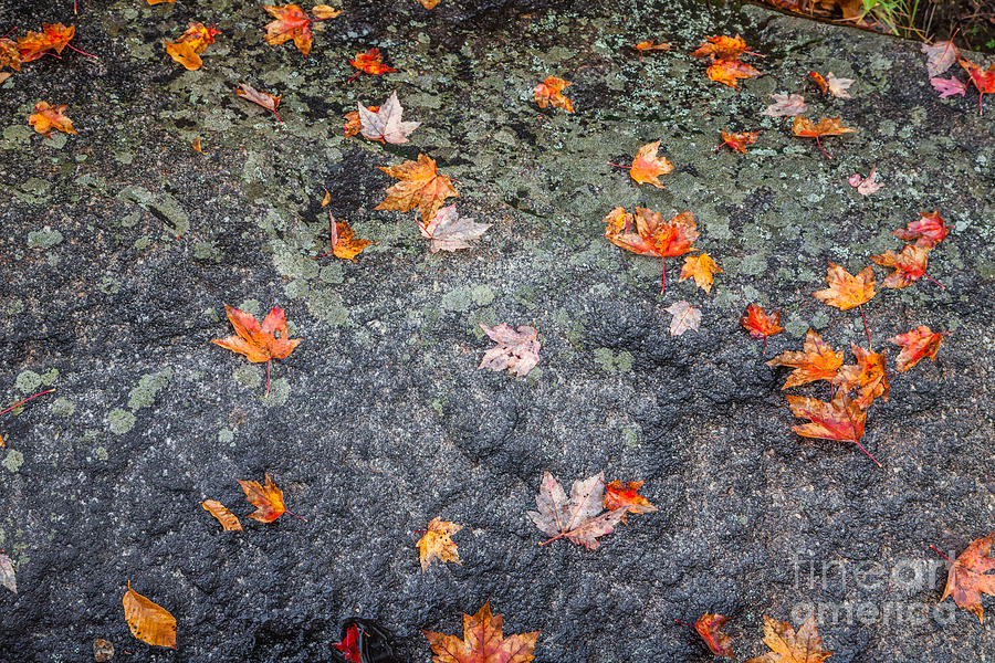 Scattered Maple Leaves Photograph by Susan Cole Kelly