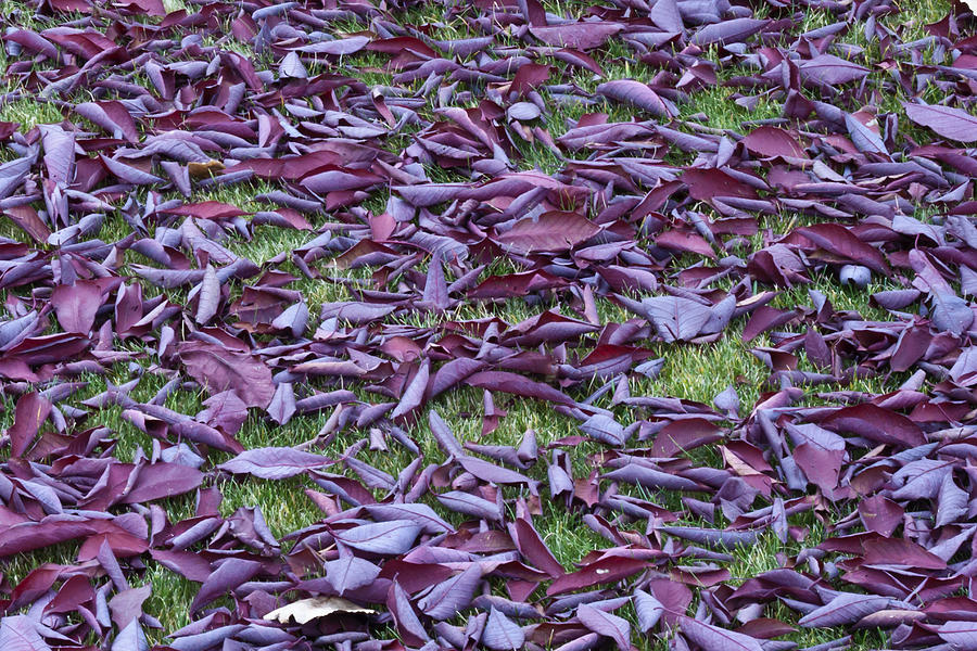 Scattered Plum Tree Leaves  Photograph by Sandra Foster