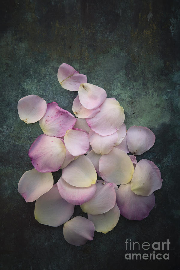 Scattered rose petals Photograph by Maria Heyens