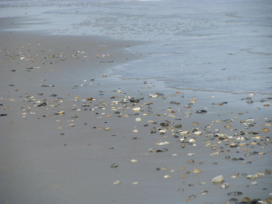 Scattered Shells Photograph by Ellen Meakin