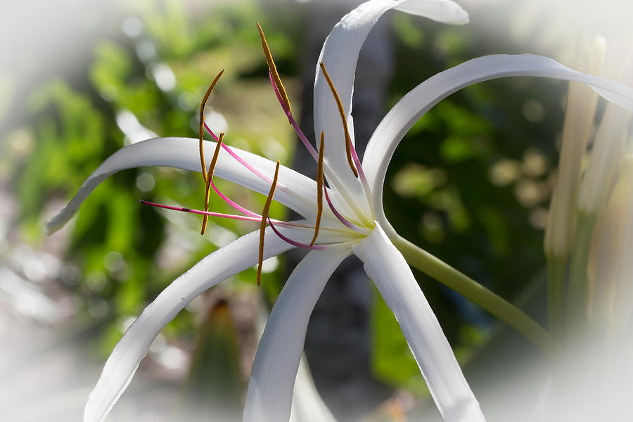 Spider Lilly Flower Photograph by Richard Goldman