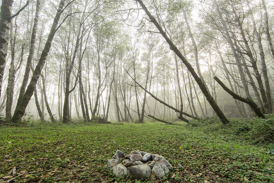 Scenery Of Forest With Fog, King Range Photograph by Cameron MacPhail Scenery Of Forest With Fog, King Range Photograph by Cameron MacPhail