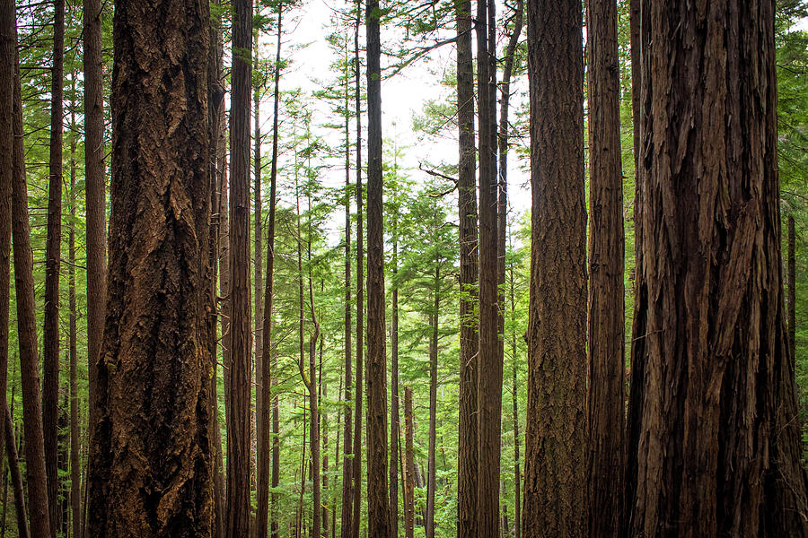 Scenery Of Redwood Forest, Mendocino Photograph by Cate Brown - Fine ...