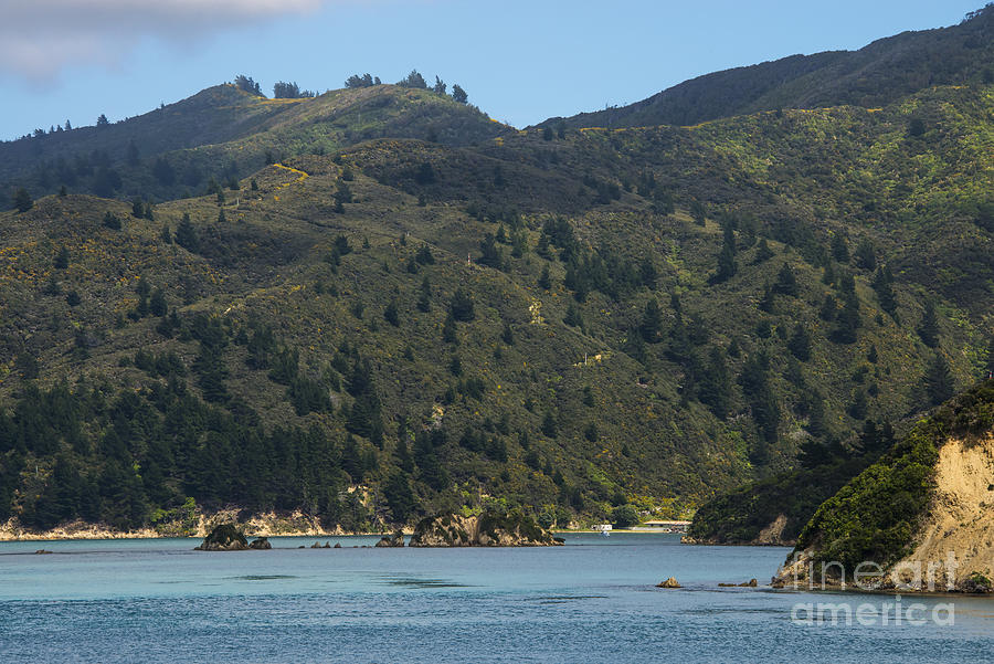 Tree Photograph - Scenery on Cook Strait by Bob Phillips
